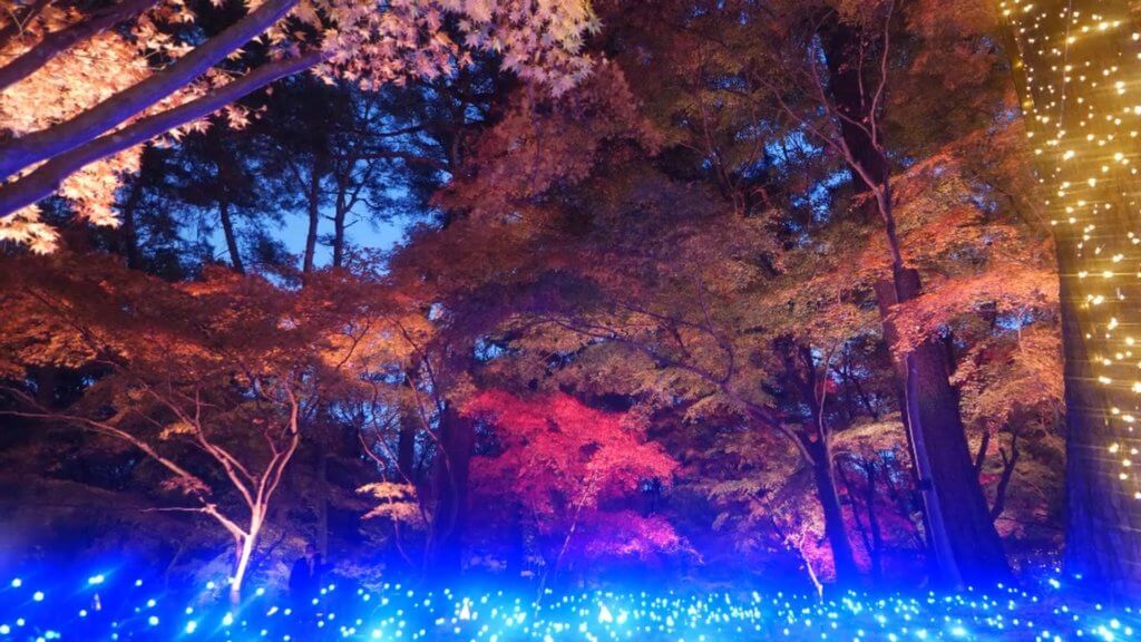 森林公園の紅葉のライトアップ