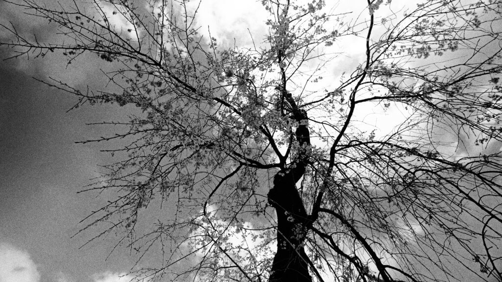 新宿御苑のしだれ桜